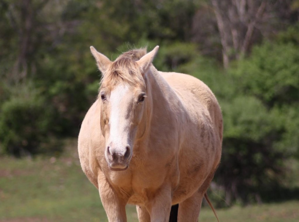 palomino mare for adoption new york
