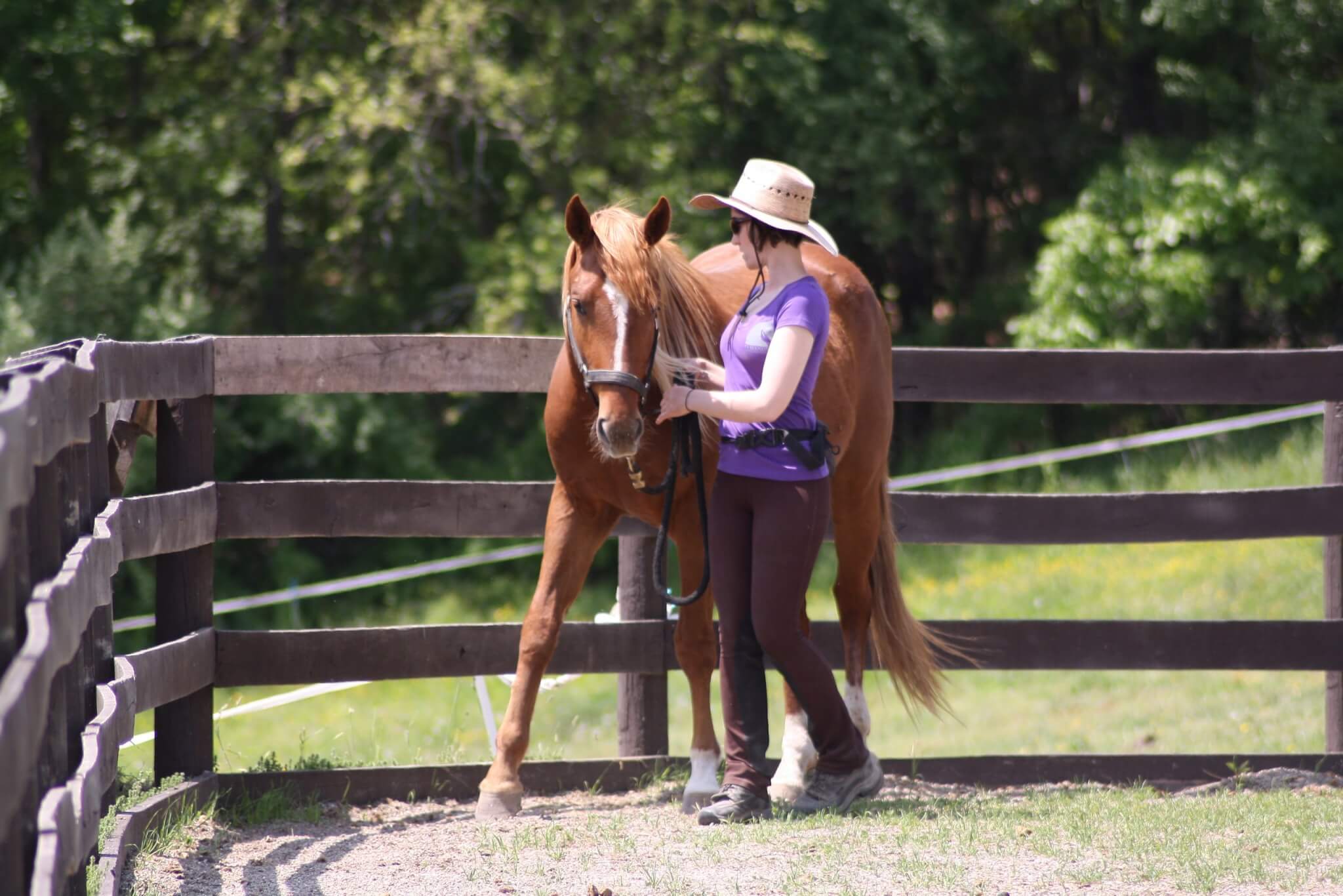 Intro to Clicker Training with Horses Class Hudson Valley NY