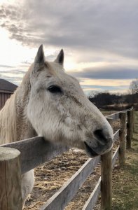 gelding grey horse for adoption clinton corners new york