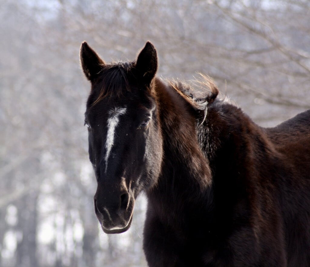 senior gelding horse for adoption hudson valley ny