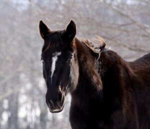senior gelding horse for adoption hudson valley ny