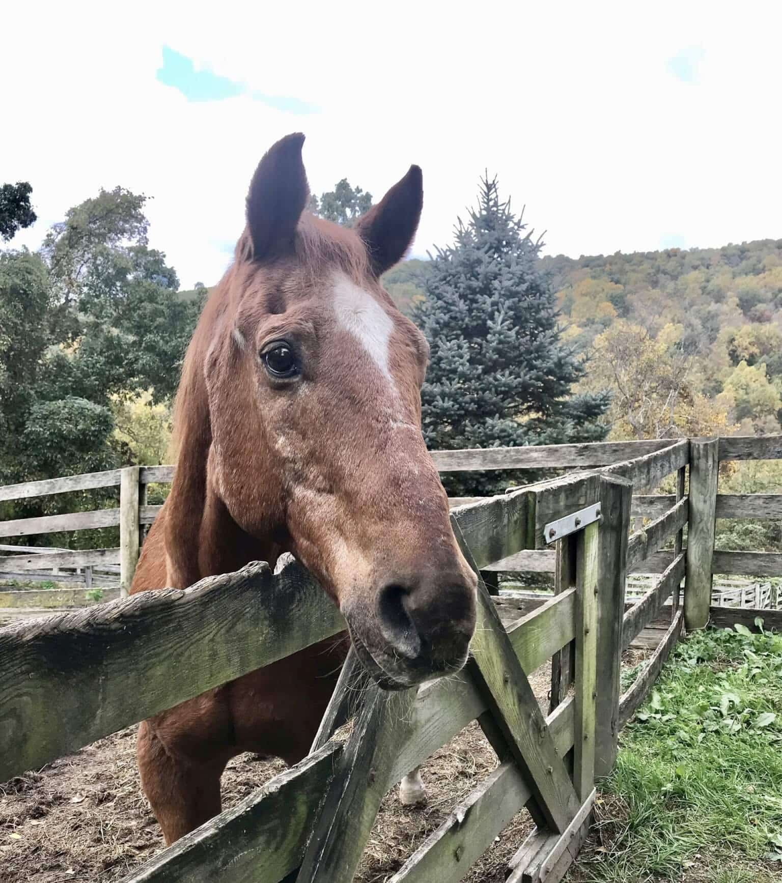 A Horse and a Kid!