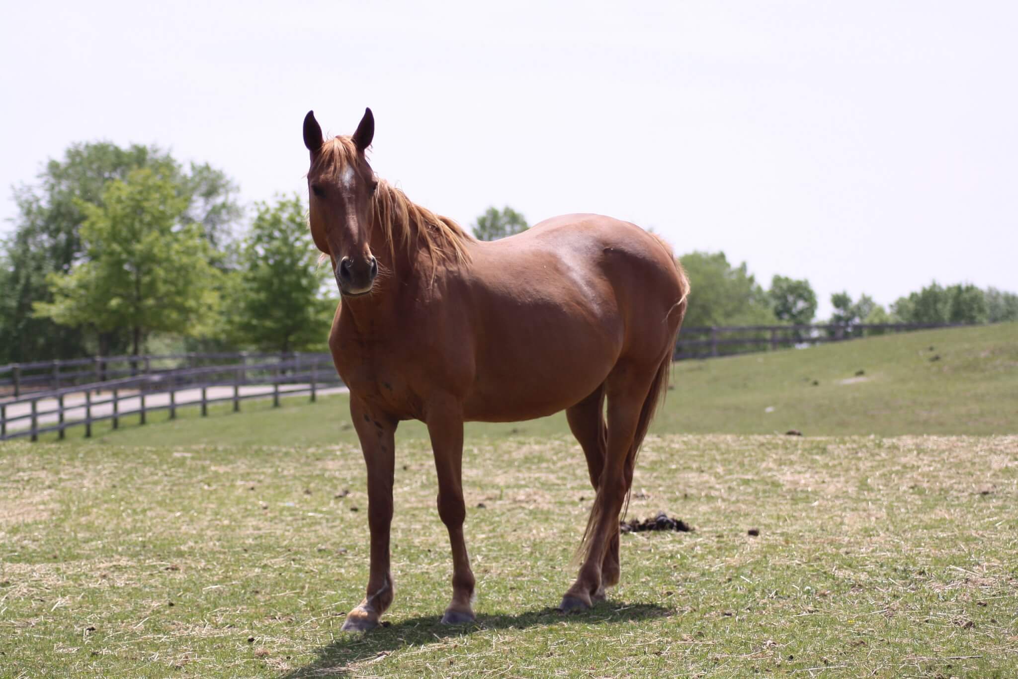 Quarter horse mare rescue adoptable new york