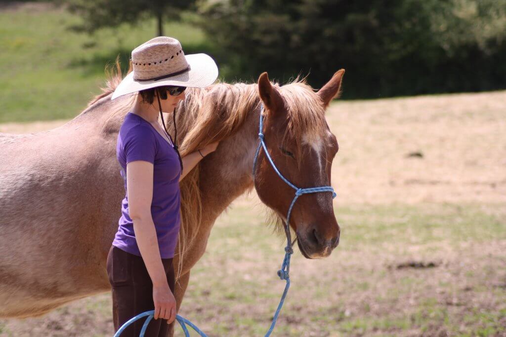 quarter horse mare for adoption upstate ny