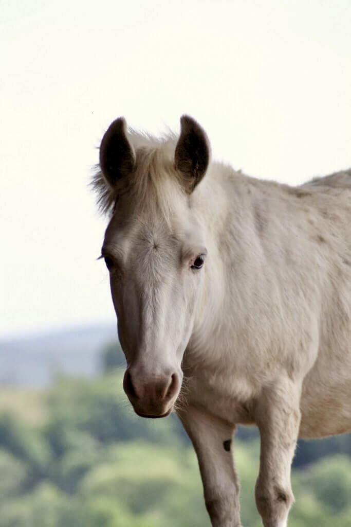 mare mini mule for adoption clinton corners ny