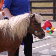 sorrel mini mare horse for adoption equine rescue ny