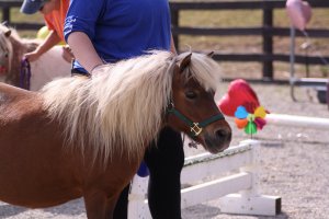 sorrel mini mare horse for adoption equine rescue ny