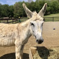 white donkeys for adoption in new york