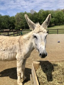 white donkeys for adoption in new york