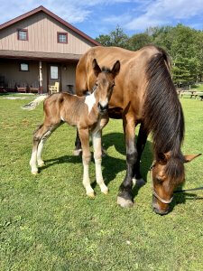 mare and foal rescue hudson valley ny
