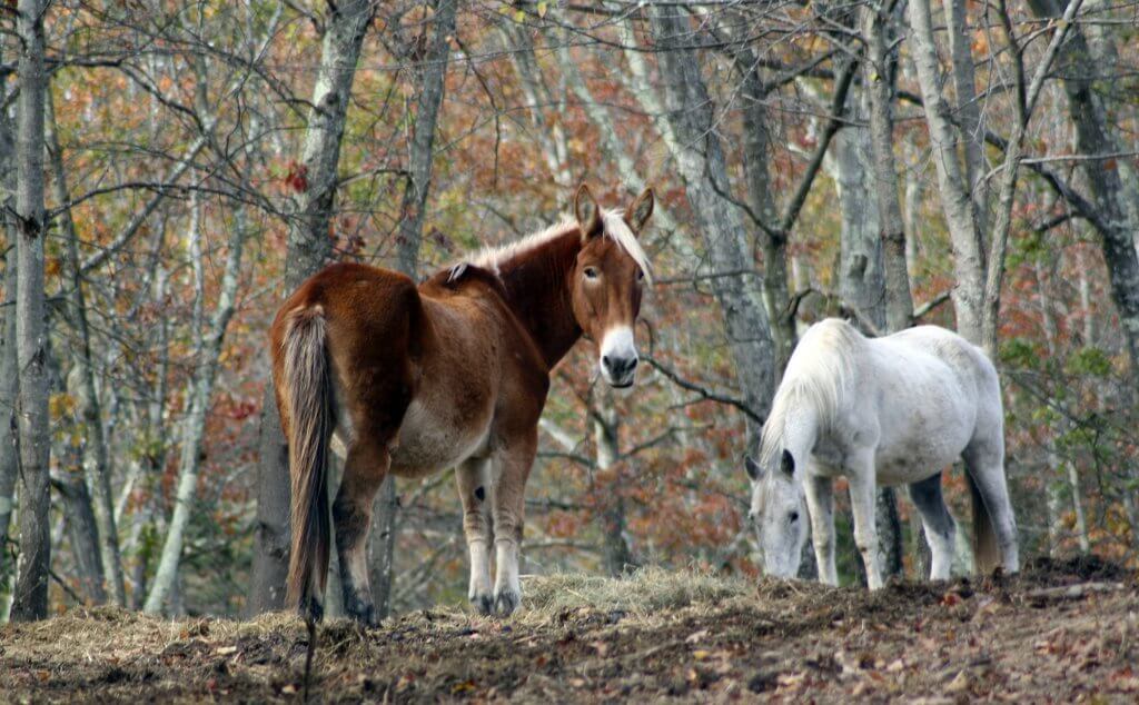 horses for adoption in ny
