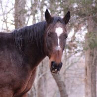 draft horse rescue new york state