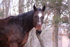 draft horse rescue new york state