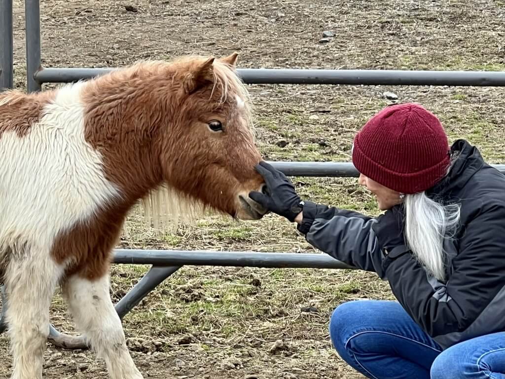 miniature horses for adoption new york