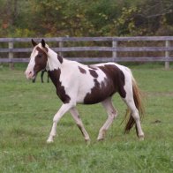 gaited horses for adoption upstate new york