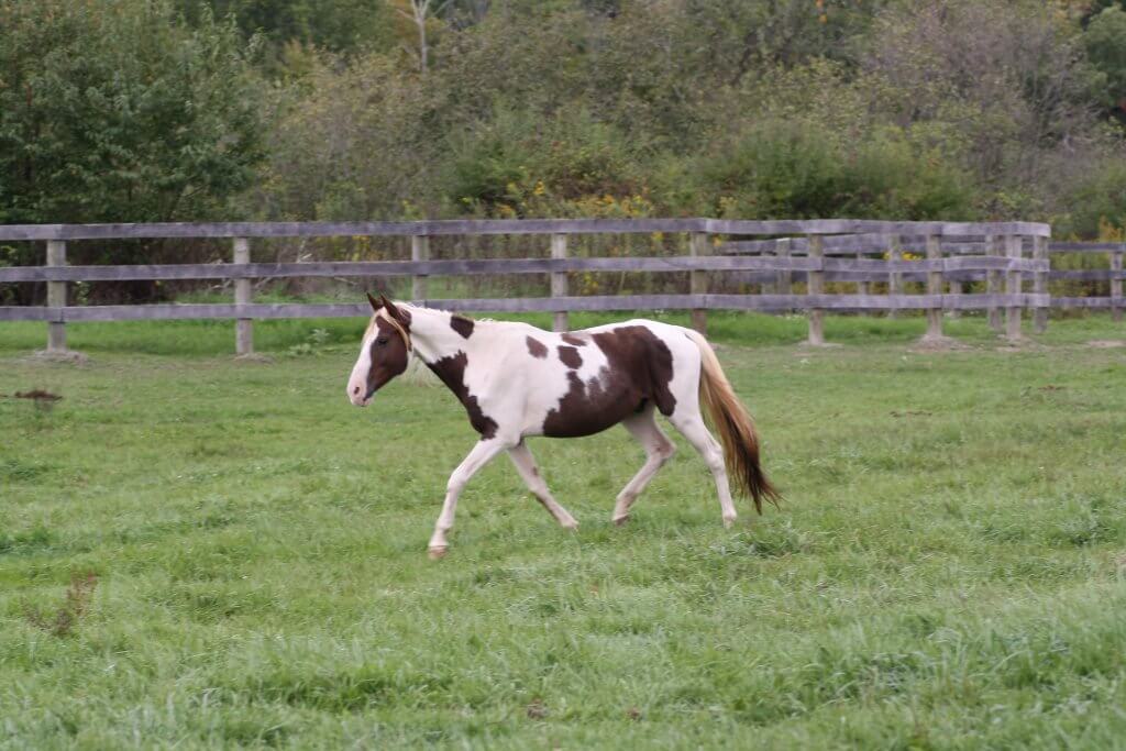 gaited horse rescue new york state