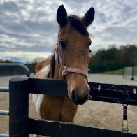 equine senior for adoption hudson valley ny