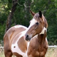 quarter horse mare companion