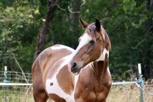quarter horse mare companion