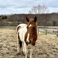 horses for adoption in new york