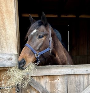 Thoroughbred mare for adoption
