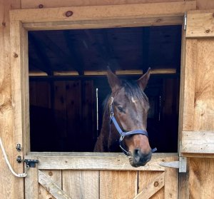 Thoroughbred Gelding for Adoption NY