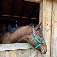 Thoroughbred young gelding green broke for adoption ny