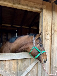 Thoroughbred young gelding green broke for adoption ny