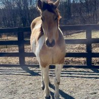 buckskin pony for adoption ny