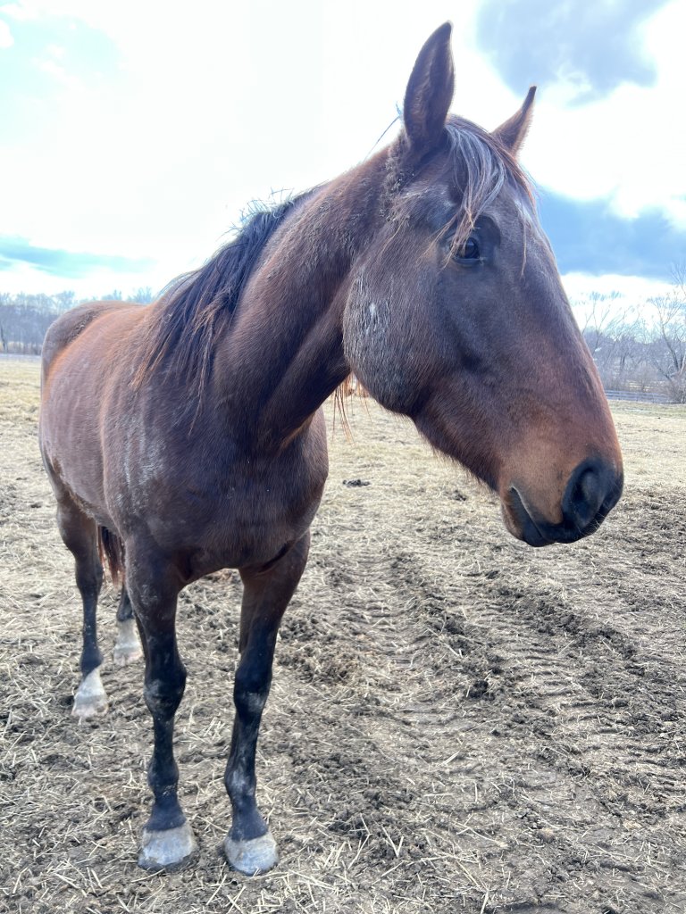 rideable thoroughbred for adoption