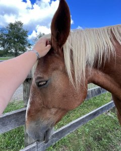 equine rescue upstate ny