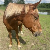 mare horses for adoption in ny