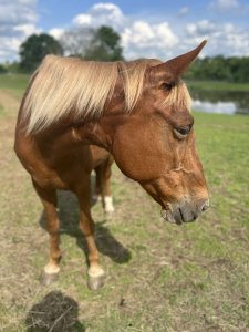 mare horses for adoption in ny