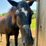 equine rescues in new york state
