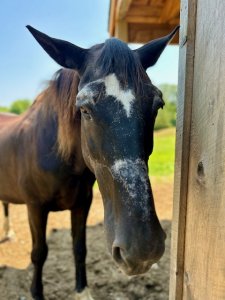 equine rescues in new york state
