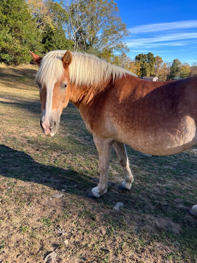 haflinger mare for adoption