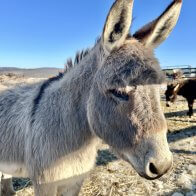 mini donkeys adoptable new york