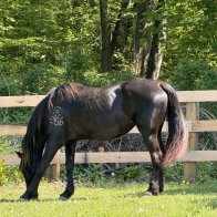 mare rescue horse