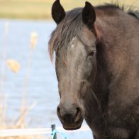 horse rescue upstate new york