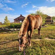 pony rescue hudson valley ny