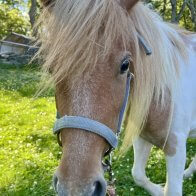 pinto mini mare rescue nys adopt