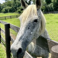 Rideable senior mare horse