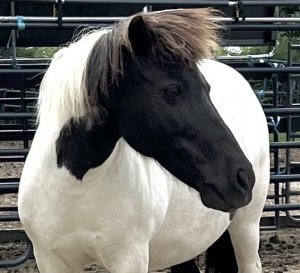 mini mare rescue horse