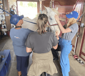 Equine Assisted Learning (EAL)
