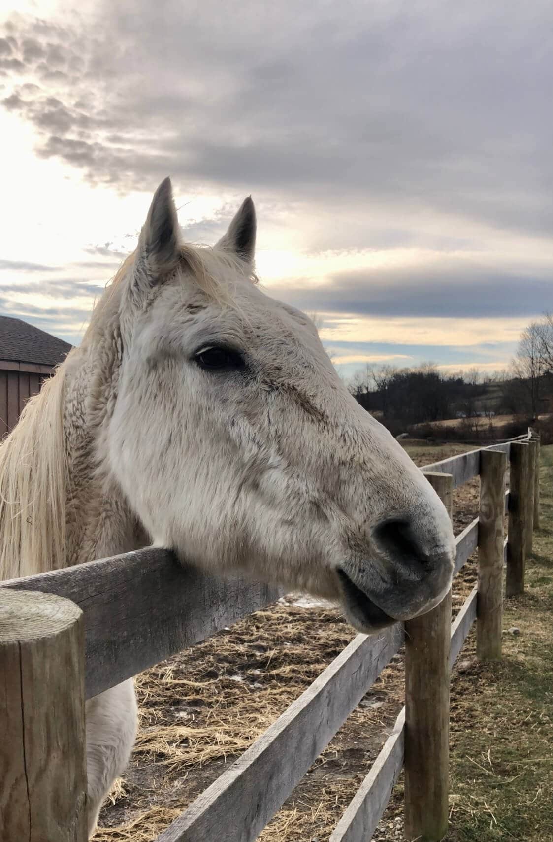 13 Hands Equine Rescue Inc.