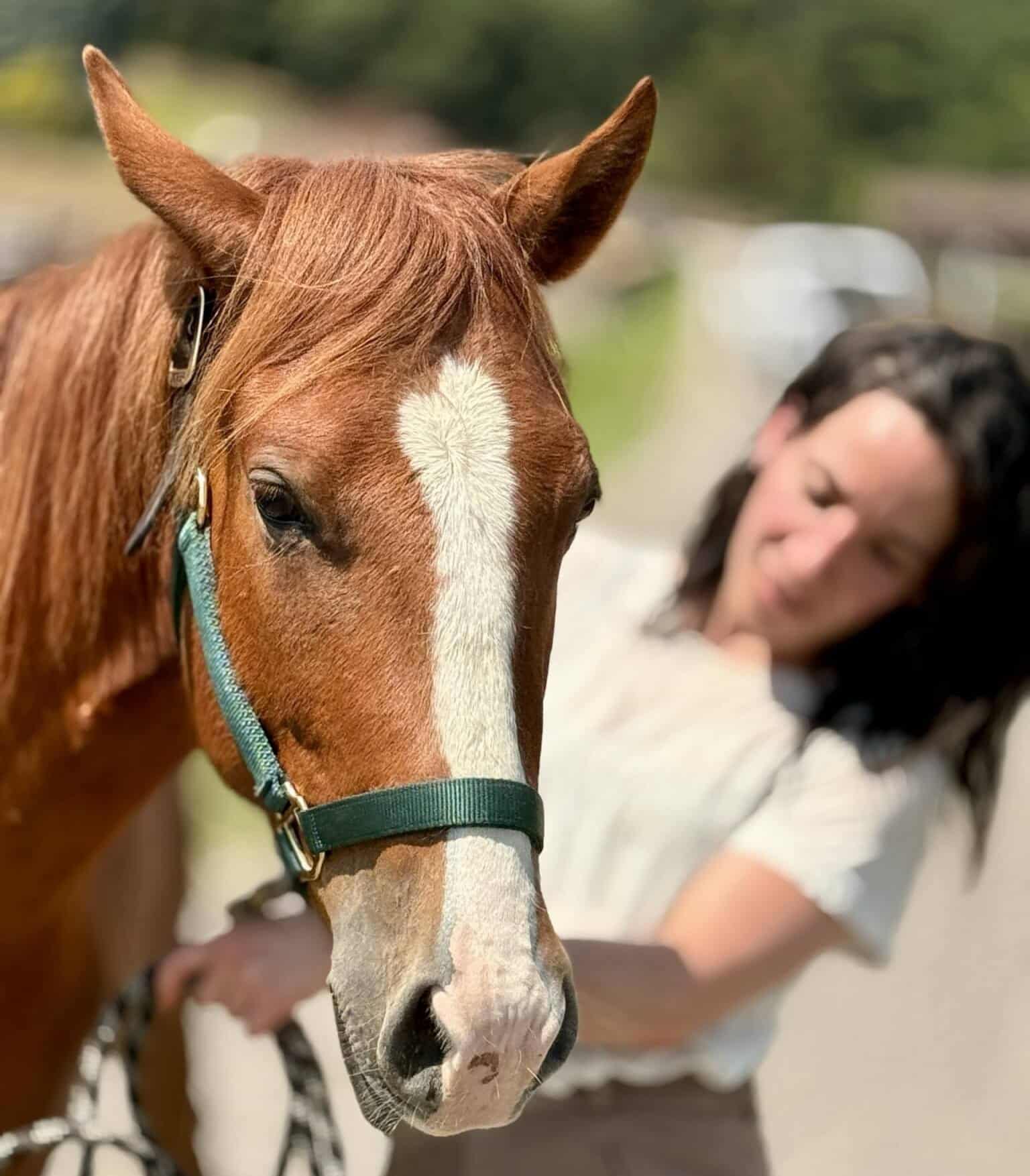 13 Hands Equine Rescue Inc.