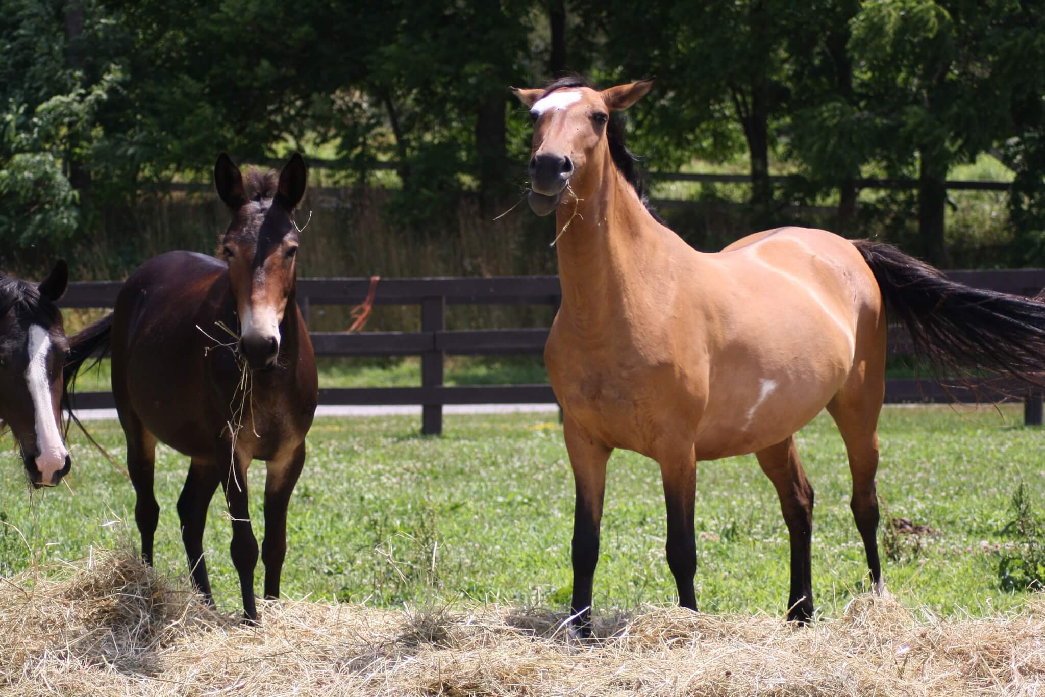 13 Hands Equine Rescue Inc.