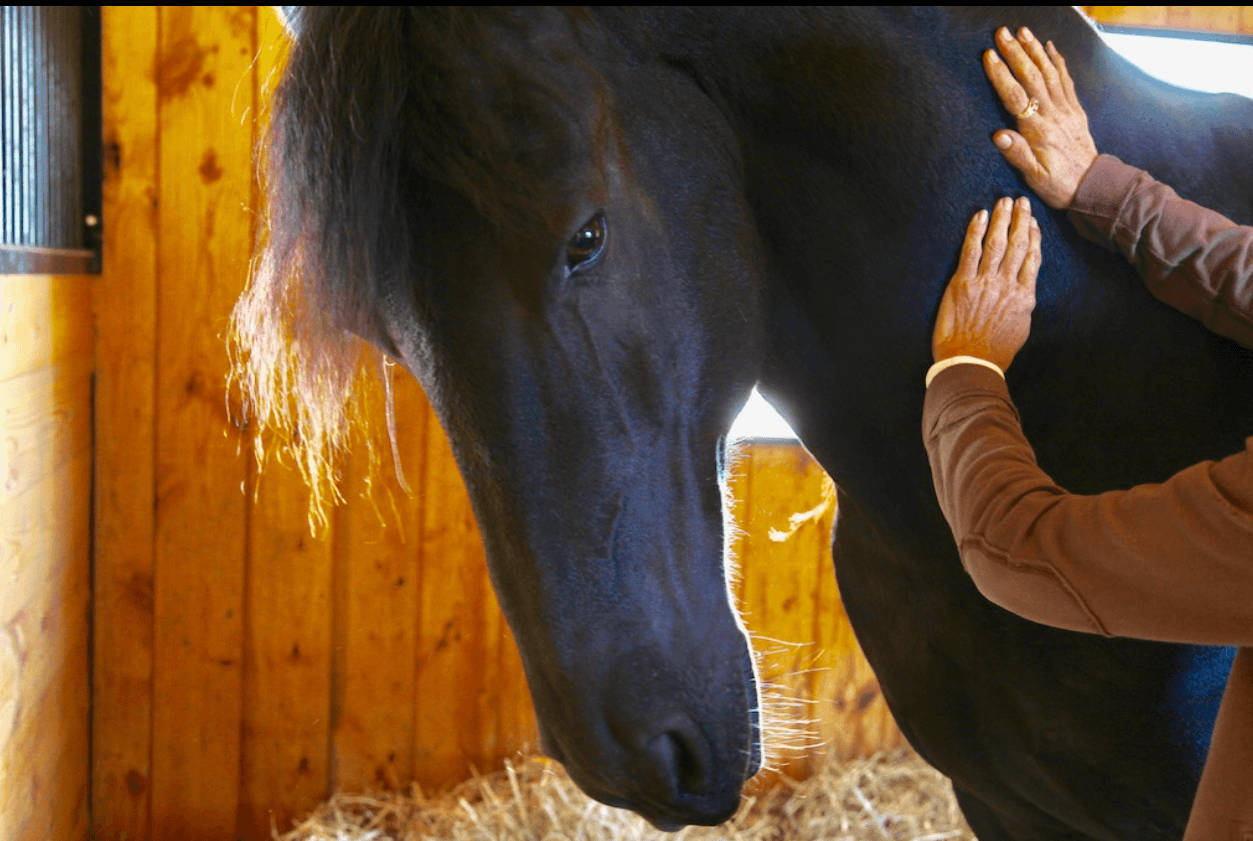 Equine Bodywork & Touch Skills Workshop with Paula Josa-Jones, CMA, MSMET, SEP
