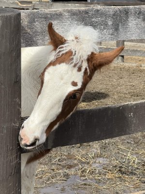 13 Hands Equine Rescue Inc.