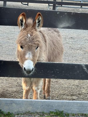 13 Hands Equine Rescue Inc.